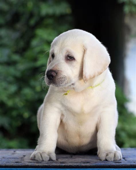 Sweet lab puppy .